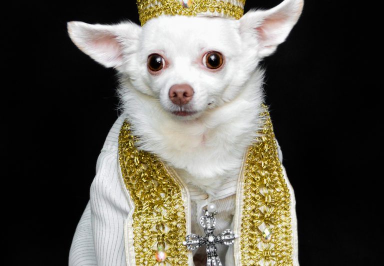 Heavenly Doggies: Anthony Rubio’s Met Gala Tribute in Canine Couture