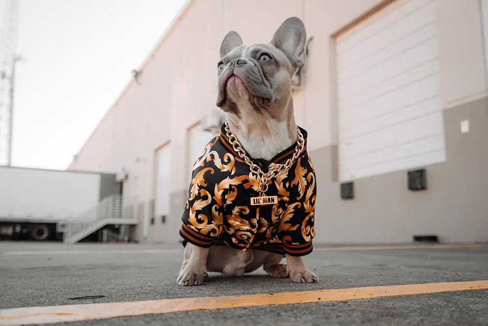 Dog Clothing Trends: Why Designers Are Increasingly Designing Pet Models |  Fashion Week Online®