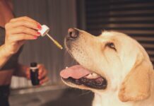 Adding Essential Oils in Your Pet Care Routine