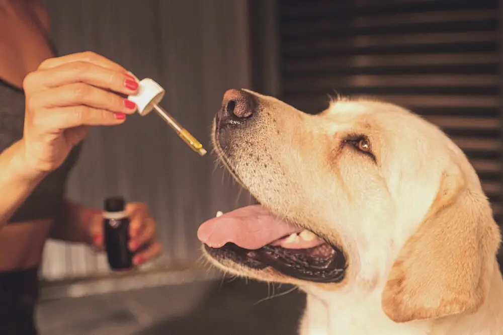 Adding Essential Oils in Your Pet Care Routine