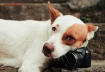 Making Your Dog’s Instagram Account a Social Media Success