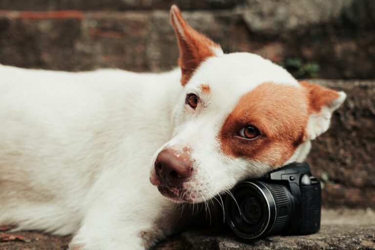 Making Your Dog’s Instagram Account a Social Media Success