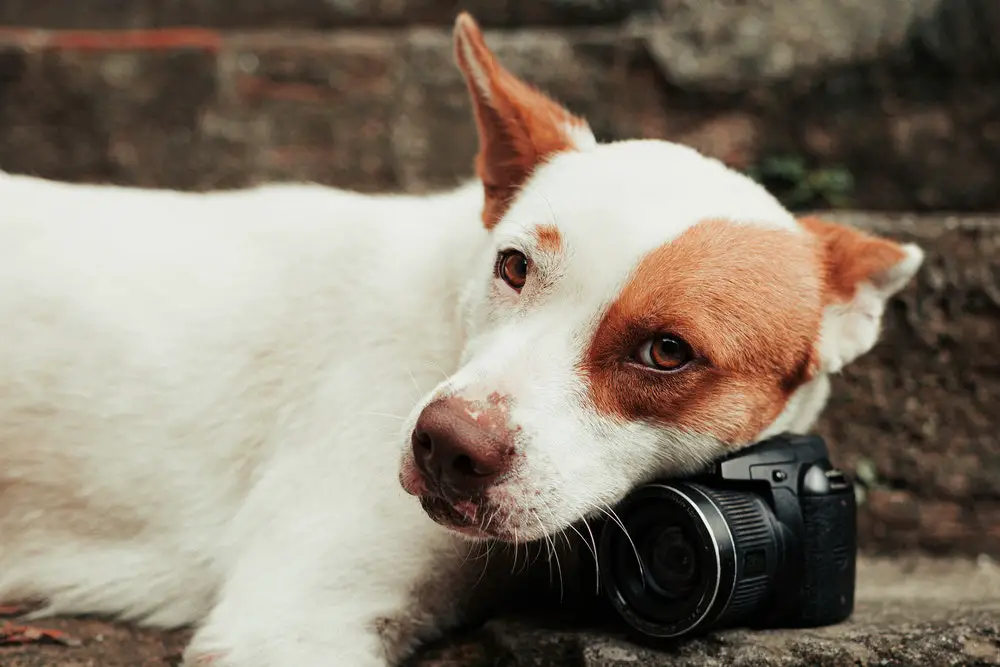 Making Your Dog's Instagram Account a Social Media Success