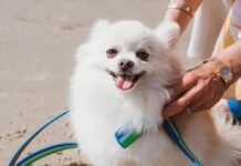 Spoil Your Dog With These Luxury Items For National Dog Month