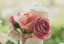 The Timeless Elegance of Pink Roses Bouquets: Meanings and Perfect Occasions for Them