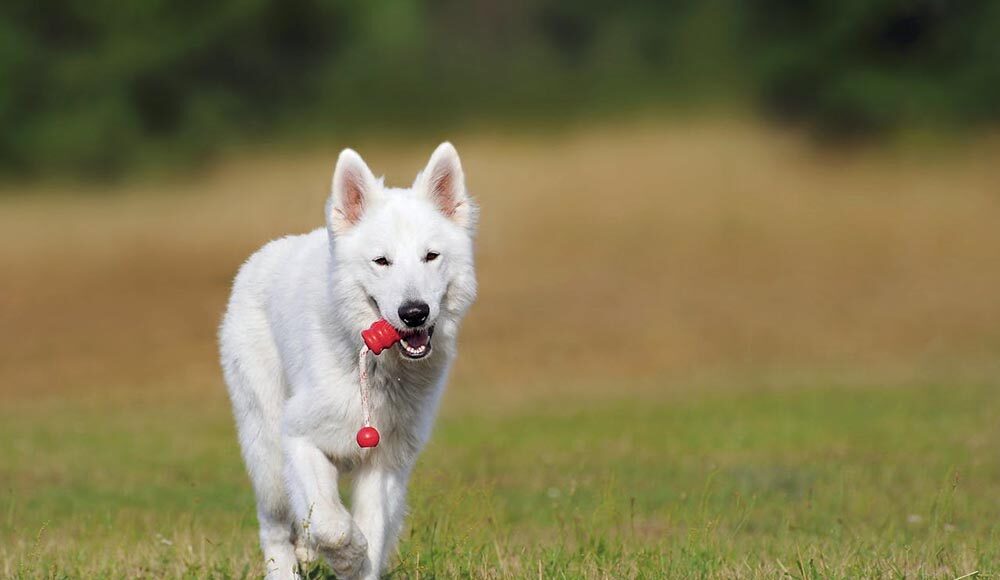 How to Choose the Best Toy for Your Dog