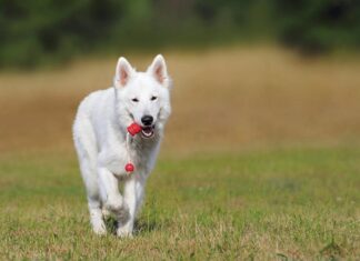 How to Choose the Best Toy for Your Dog?