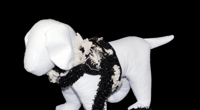 Fetch Pet Insurance Elevates Philanthropy with Collars for Cause at Heritage’s Winter Luxury Auction