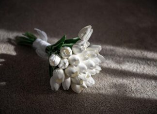 Tulips for Every Season: Meaning, Care Tips, and Gift Ideas